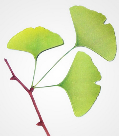 Gingko Leaf-It Stickers (2).jpg